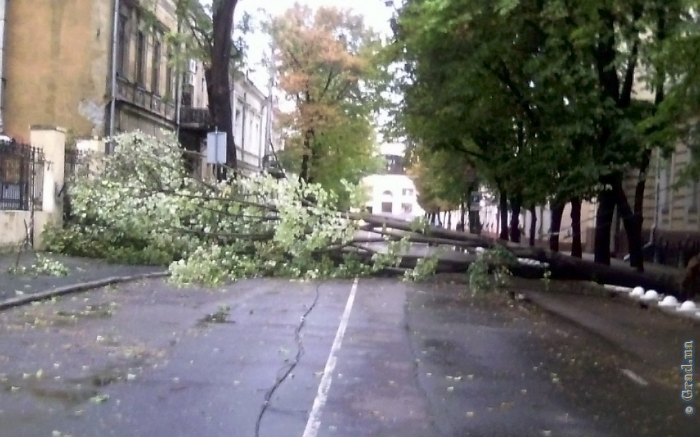 На улице Садовой упало дерево