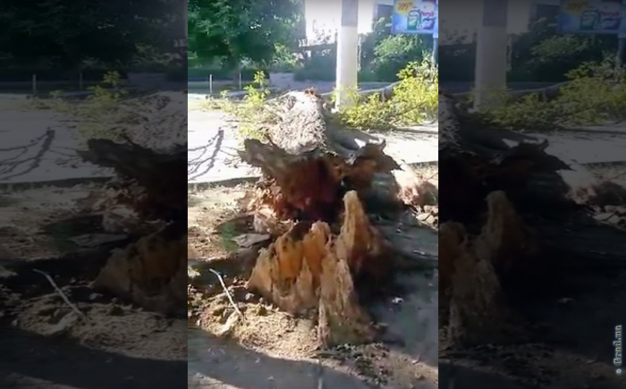 На улице Говорова между Черняховского и Пионерской упало дерево