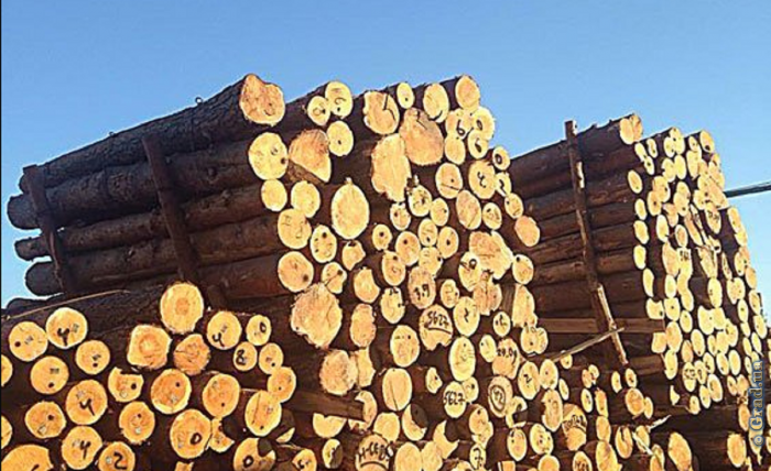 В Одессе прекращен канал незаконного экспорта леса