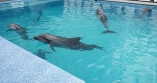 Пополнение в одесском дельфинарии: из Харькова эвакуировали морских животных