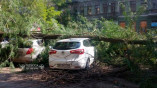 В центре Одессы ветка рухнула на парковку