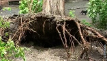 В Одессе ураган повалил дерево на жилой дом