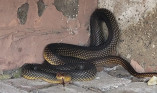 Одесситов испугала огромная змея под домом