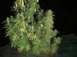 Житель Киевского района выращивал марихуану (фото)