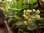 В Ботаническом саду начинают цвести экзотические растения (видео, фото)