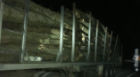 грузовик с незаконной древесиной