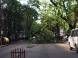 Рухнувшее дерево перекрыло улицу в центре Одессы