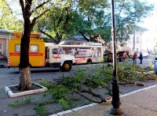 Дерево упало на новенький одесский троллейбус. Фото