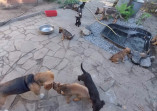 Волонтери евакуювали з Харкова понад 500 котів та собак
