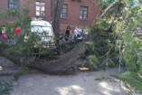 В центре Одессы рухнула огромная ветка
