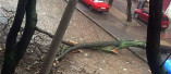 Очередное упавшее дерево перекрыло проезд. На этот раз по улице Нежинской