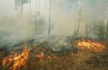 В Одесской области горел лес