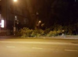 Одесситы едва спаслись от падающего дерева и удара электротоком (видео, фото)