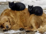 В Одессе будет создана "неотложка" для бездомных животных