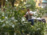 В Одессе огромная ветка рухнула на дворовую парковку (фото)