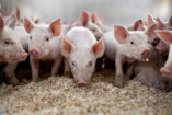 В Одесской области выявлены новые случаи заболевания чумой свиней