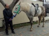 В Одессе с территории ипподрома украли... коня (фото)