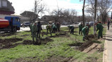 Озеленение Одессы: в городе высадили 100 акаций и 43 калины