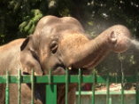 Обитателей одесского зоопарка спасают от жары