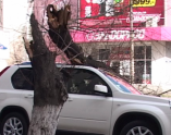 В Одессе дерево придавило внедорожник