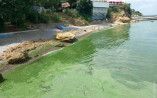 В Одеській затоці через токсичні бактерії позеленіла вода