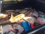 У браконьеров конфисковано 600 кг рыбы
