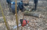 В Одесской области задержаны лесорубы-нарушители