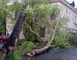 В Одессе стихия повалила более трех десятков деревьев