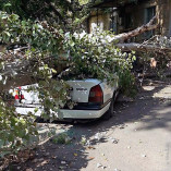Старое дерево упало на припаркованный автомобиль