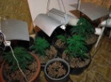 Одессит, отбывая условное наказание, выращивал дома марихуану (фото, видео)
