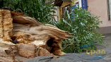 На Молдаванке на автомобиль рухнула часть дерева (фото)