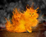 Кошка спасла хозяйку от пожара
