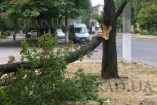 ЧП на Черемушках: огромная ветка рухнула на тротуар (фото)
