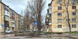 Сильный ветер повалил в Одессе более десятка деревьев