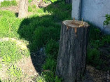В Одессе мужчина незаконно срубил 20 деревьев