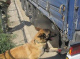 Служебный пёс помог пресечь контрабанду табачных изделий (фото, видео)