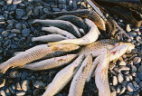 На берегу Хаджибейского лимана задержаны браконьеры