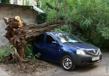 В Одессе на автомобиль упало дерево