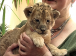 Маленькую львицу, которую спасли на границе, назвали Сандрой (фото)
