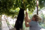 Женщина опубликовала видео, в котором она подвешивает на дереве собаку