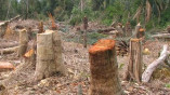 По факту незаконной вырубки лесов возбуждено уголовное дело