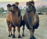 Справжня лавсторі: верблюд з Миколаївського зоопарку зустрів своє кохання в Одесі