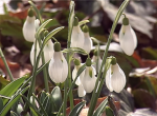 Ранняя весна в одесском ботаническом саду (видео)