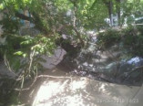 В Одессе дерево рухнуло на автомобиль (фото)