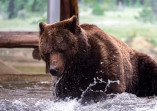 В Одесском зоопарке проснулись бурые медведи