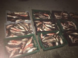 В Одесской области задержаны молдаване с 8 тоннами рыбы