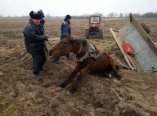 В Саратском районе спасена лошадь, упавшая в траншею
