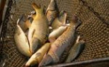 Одесская рыбоохрана задержала браконьеров на озере Кагул