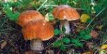 Одесситам напоминают об осторожности при сборе и употреблении грибов