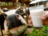 Почему падает экспорт Украинской «молочки»?